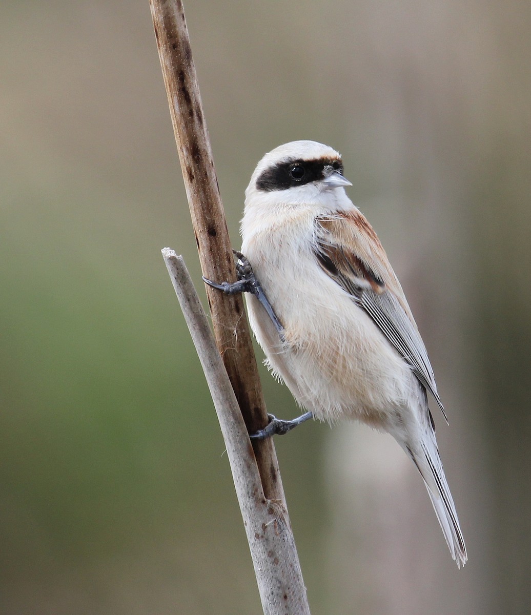 Eurasian Penduline-Tit - ML616955350