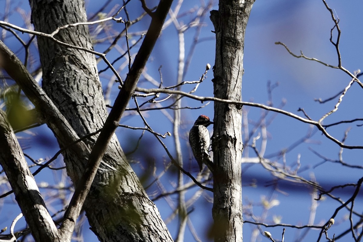 Yellow-bellied Sapsucker - ML616955354