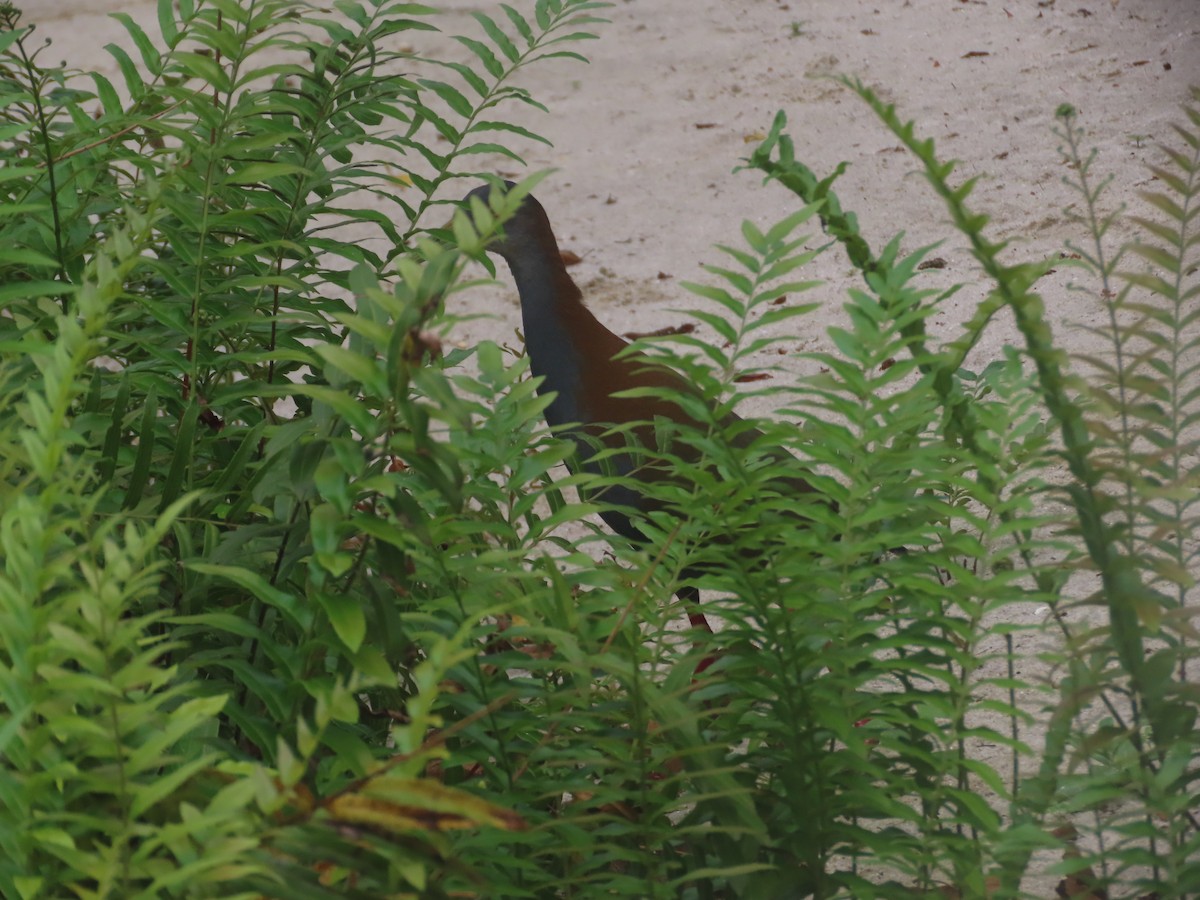 Slaty-breasted Wood-Rail - ML616955377