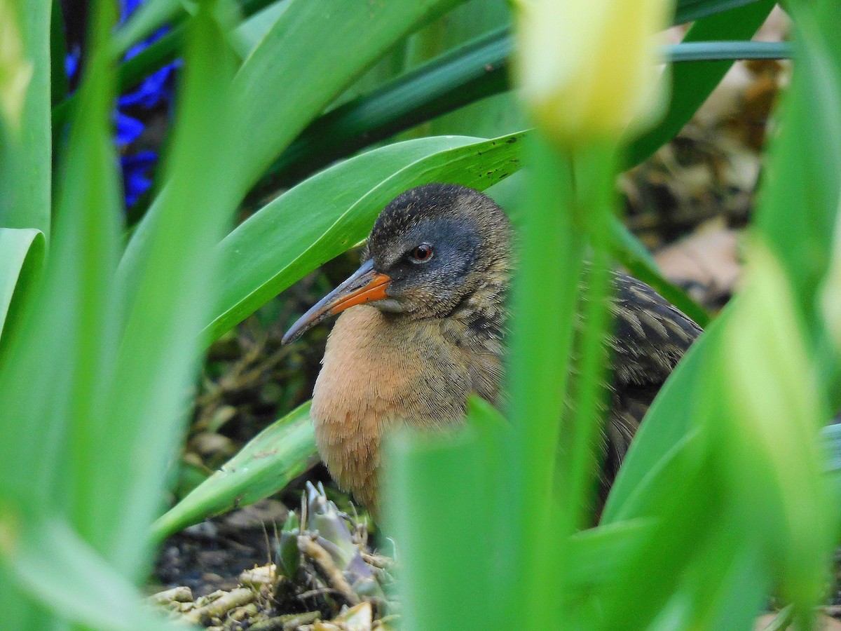 Virginia Rail - ML616955391