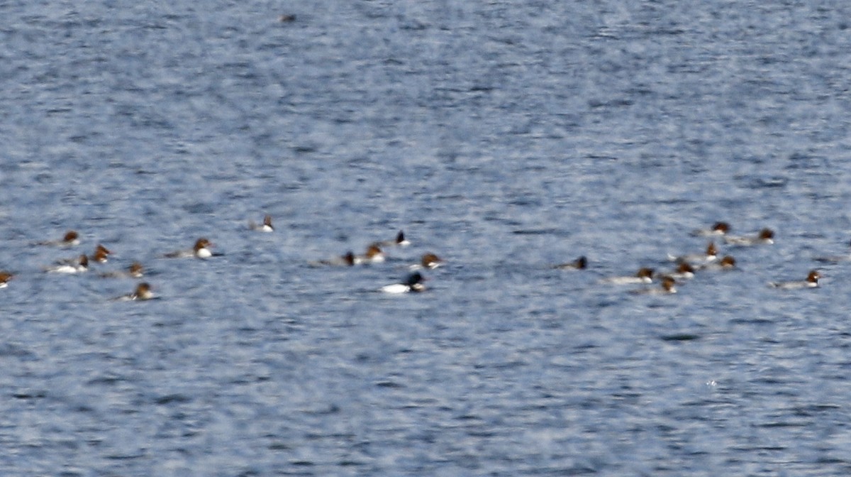 Red-breasted Merganser - Alison Sheehey