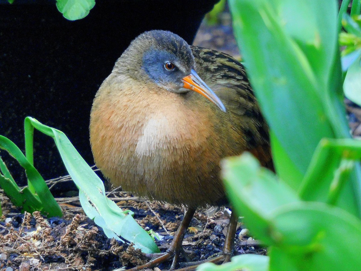 Virginia Rail - ML616955396