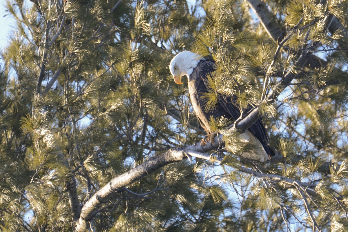 Bald Eagle - ML616955409