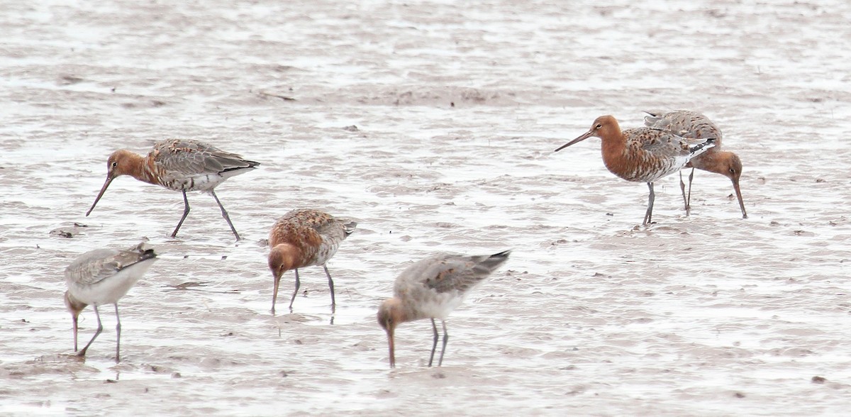 Black-tailed Godwit - ML616955459