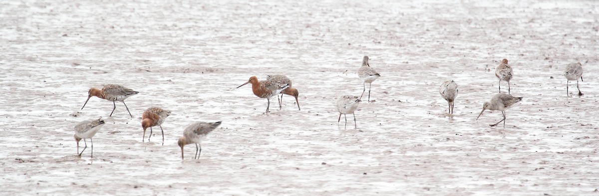 Black-tailed Godwit - ML616955461