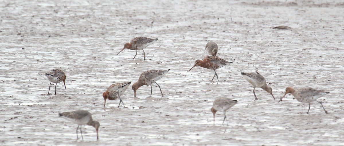 Black-tailed Godwit - ML616955462
