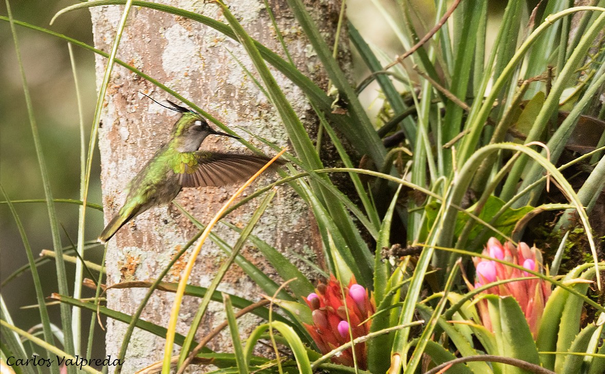 kolibřík paraguayský - ML616955532