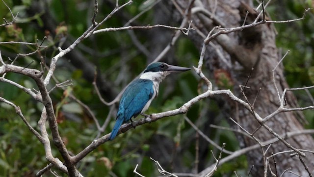 Collared Kingfisher - ML616955534