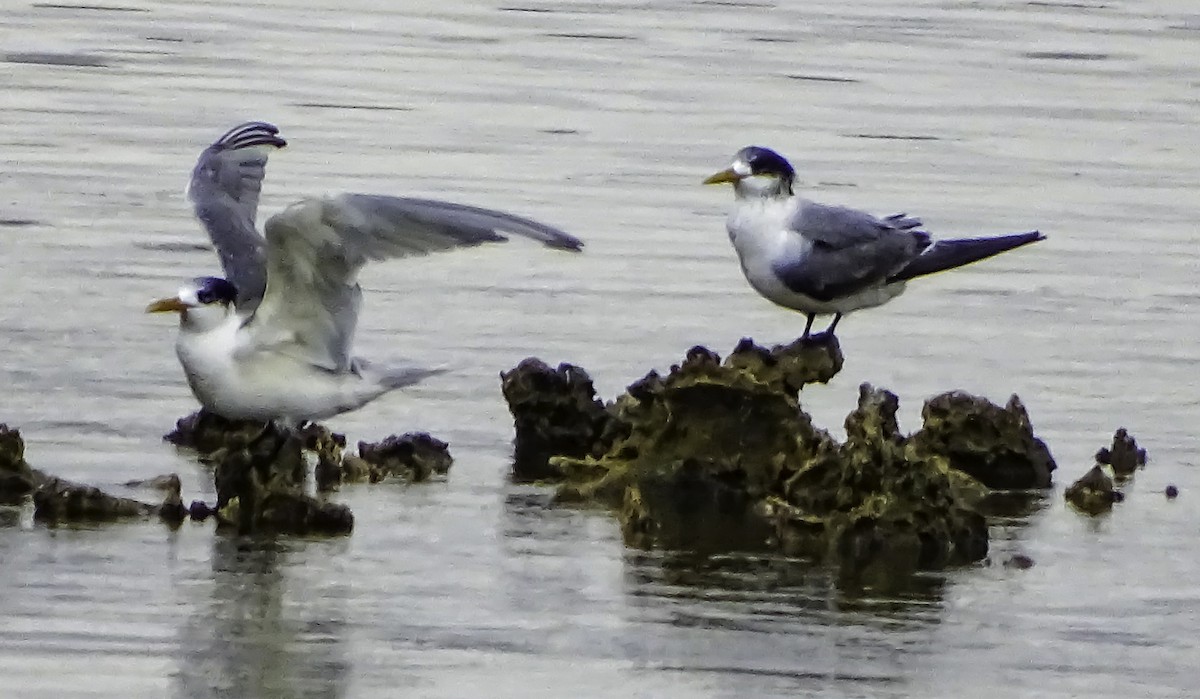 Great Crested Tern - Rebel Warren and David Parsons