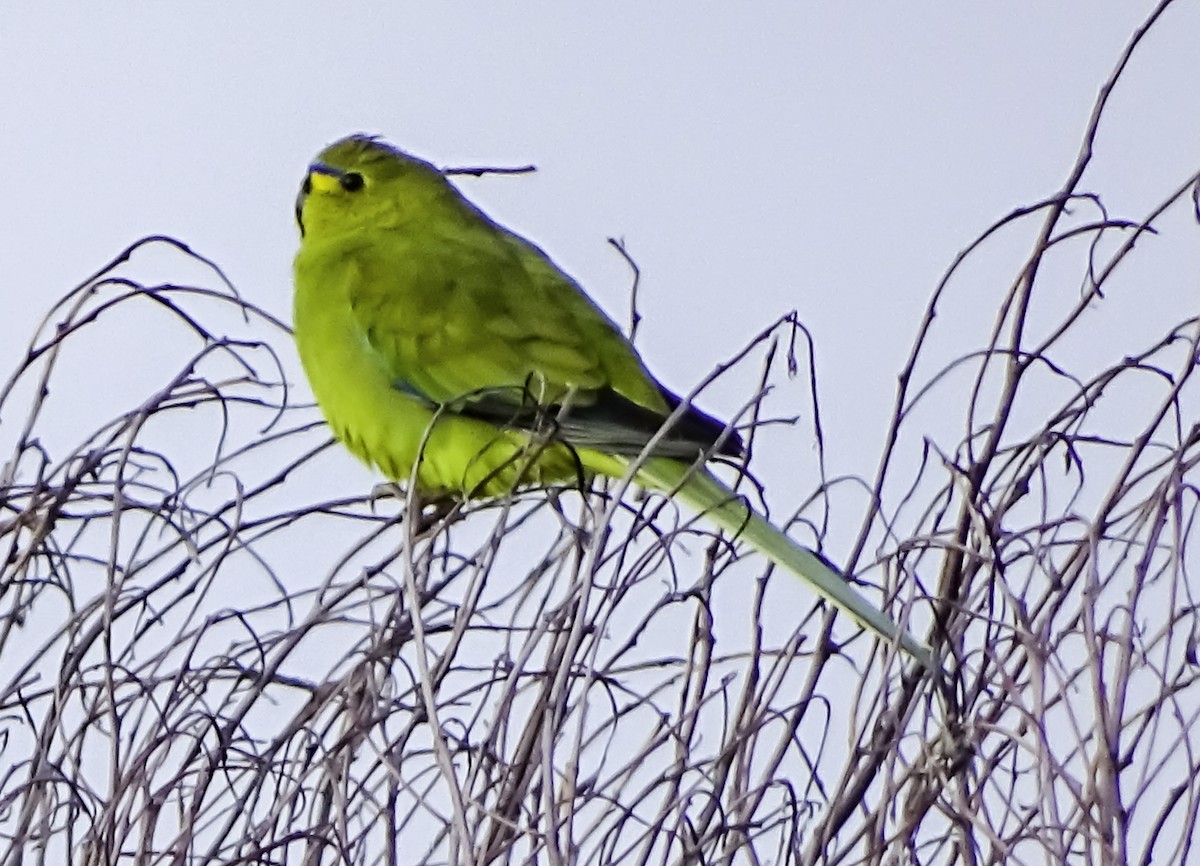 Elegant Parrot - ML616955568