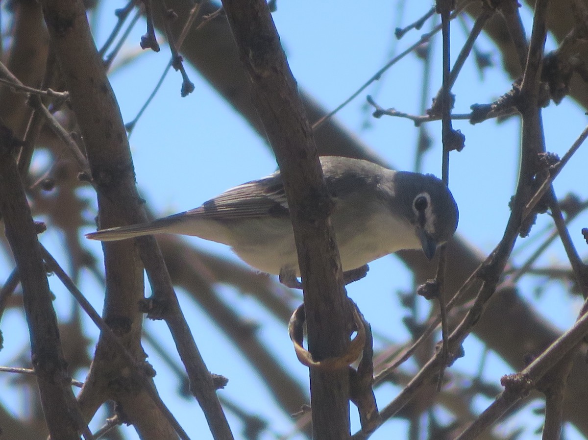 Cassin's/Plumbeous Vireo - ML616955569