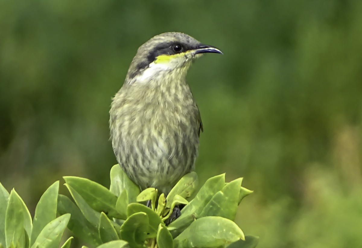 Singing Honeyeater - Rebel Warren and David Parsons