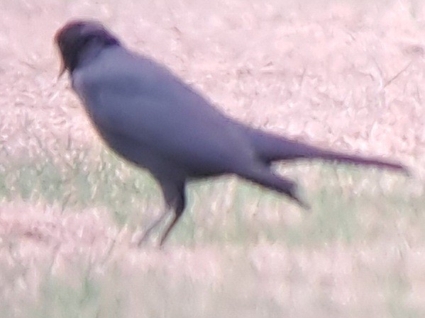 Brewer's Blackbird - ML616955583