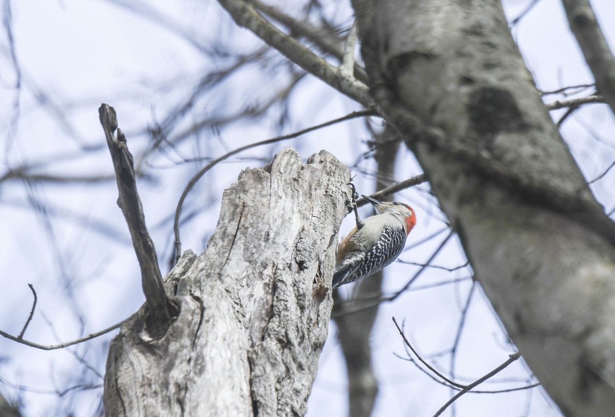 Red-bellied Woodpecker - ML616955701