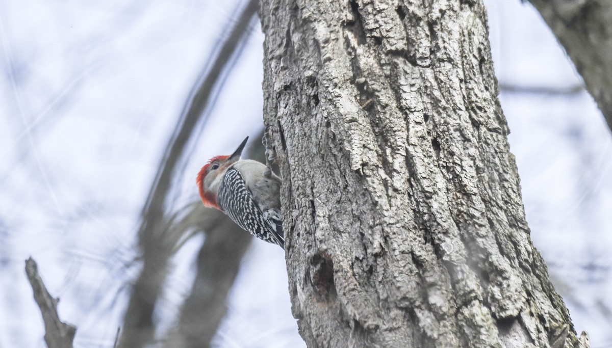 Red-bellied Woodpecker - ML616955702