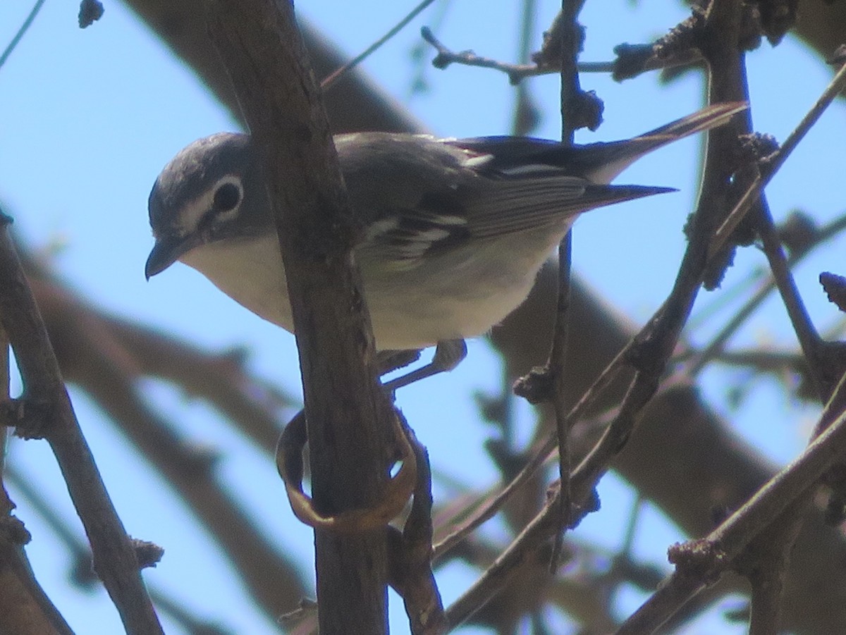 Cassin's/Plumbeous Vireo - ML616955725