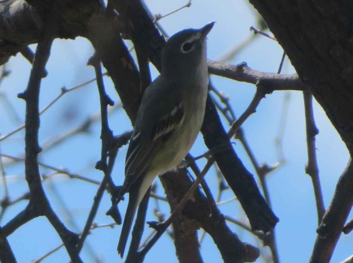 Cassin's/Plumbeous Vireo - ML616955735