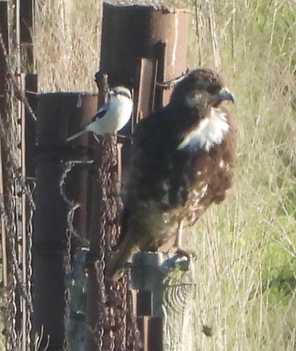 White-tailed Hawk - Shiela Shallcross