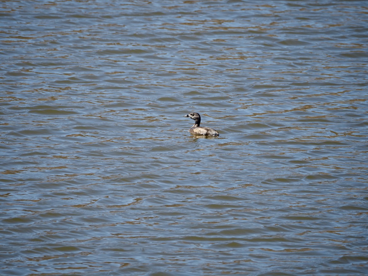 Pied-billed Grebe - ML616955801