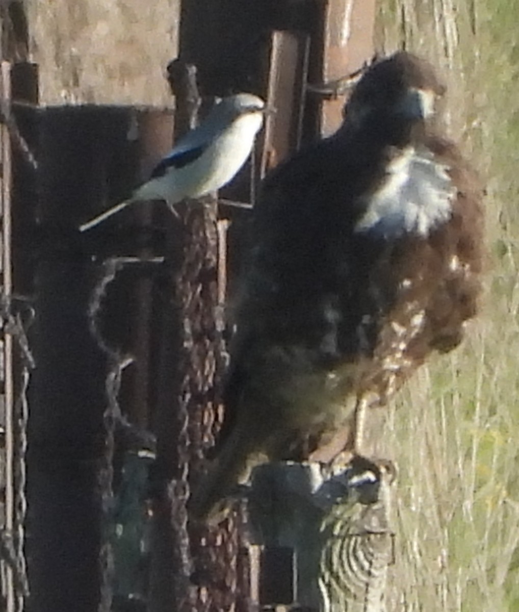 Loggerhead Shrike - Shiela Shallcross