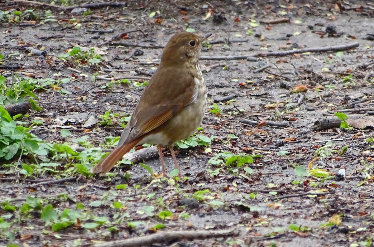 Hermit Thrush - ML616955845