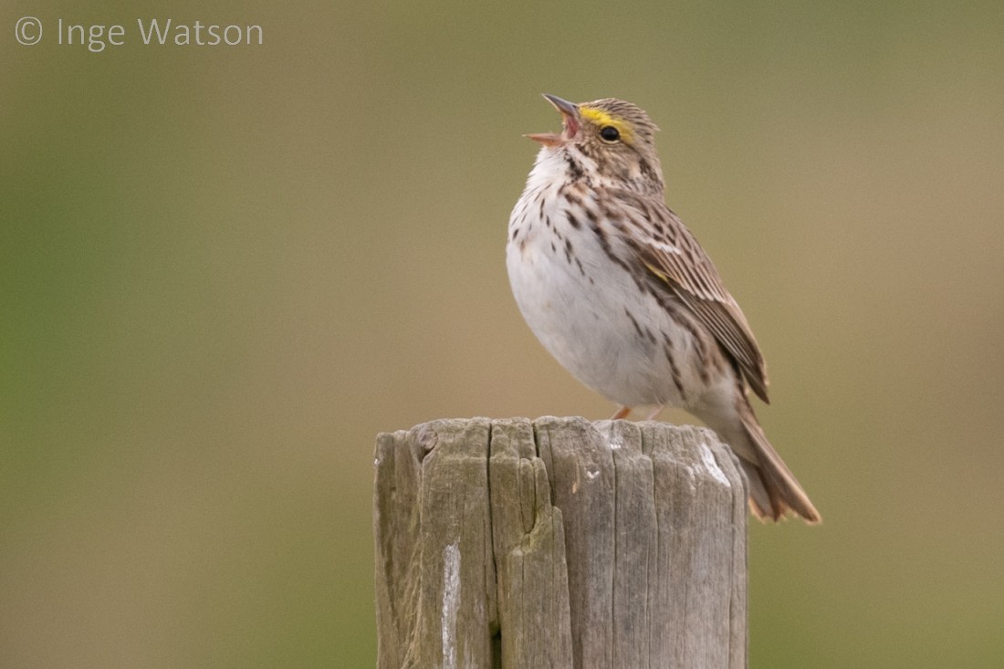 Savannah Sparrow - Inge W