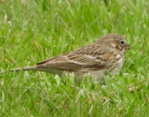 Vesper Sparrow - ML616955907