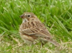 Vesper Sparrow - Sandy Graves