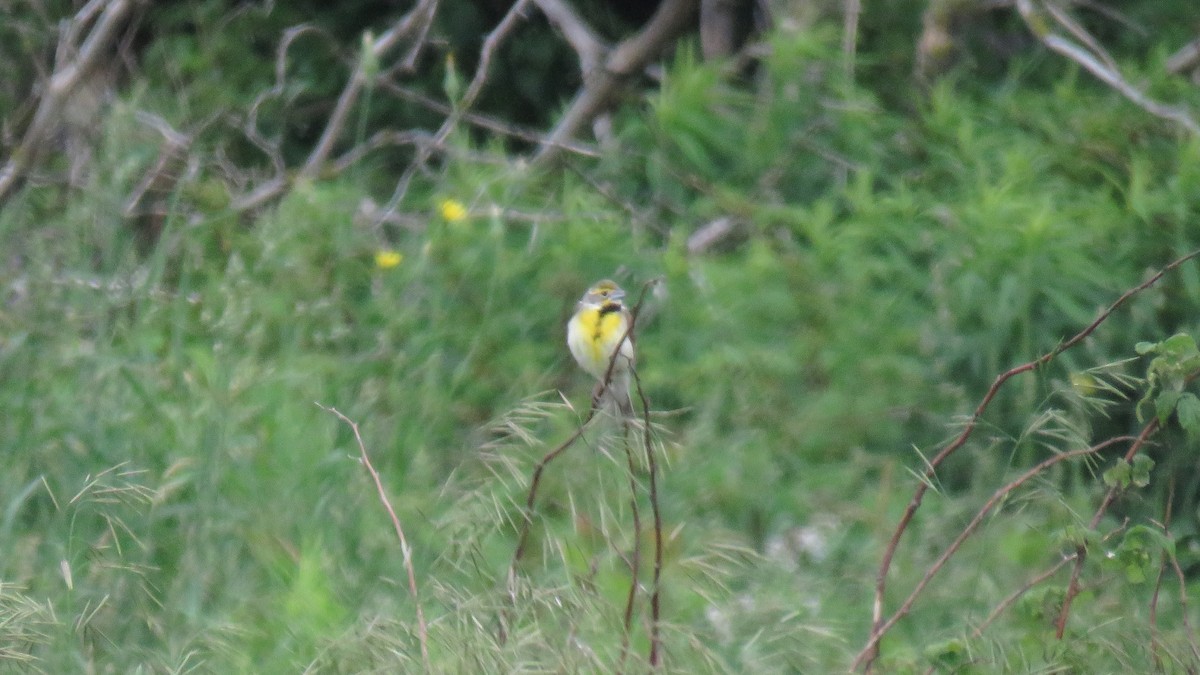 papežík americký - ML61695591