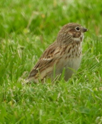 Vesper Sparrow - ML616955910