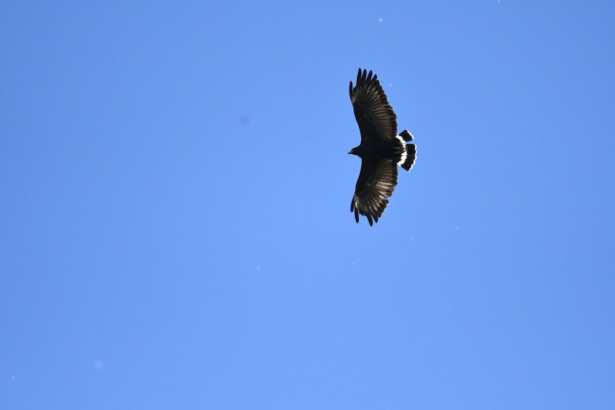 Common Black Hawk - Ezekiel Dobson