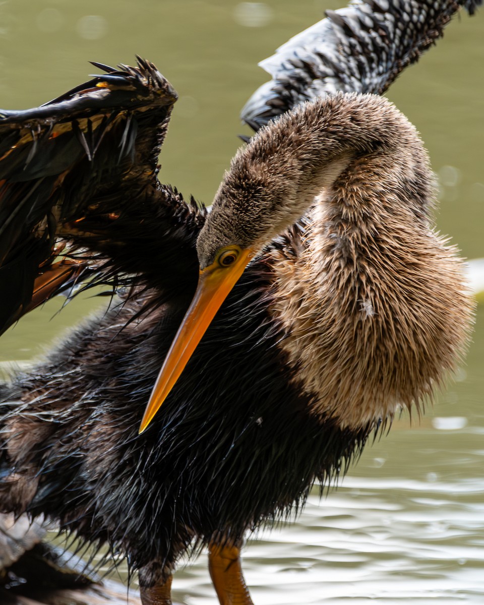 anhinga americká - ML616955938