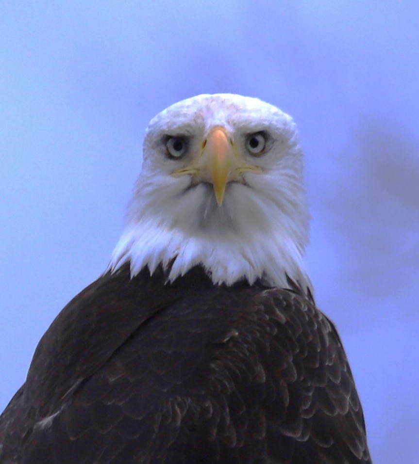 Bald Eagle - ML616955961