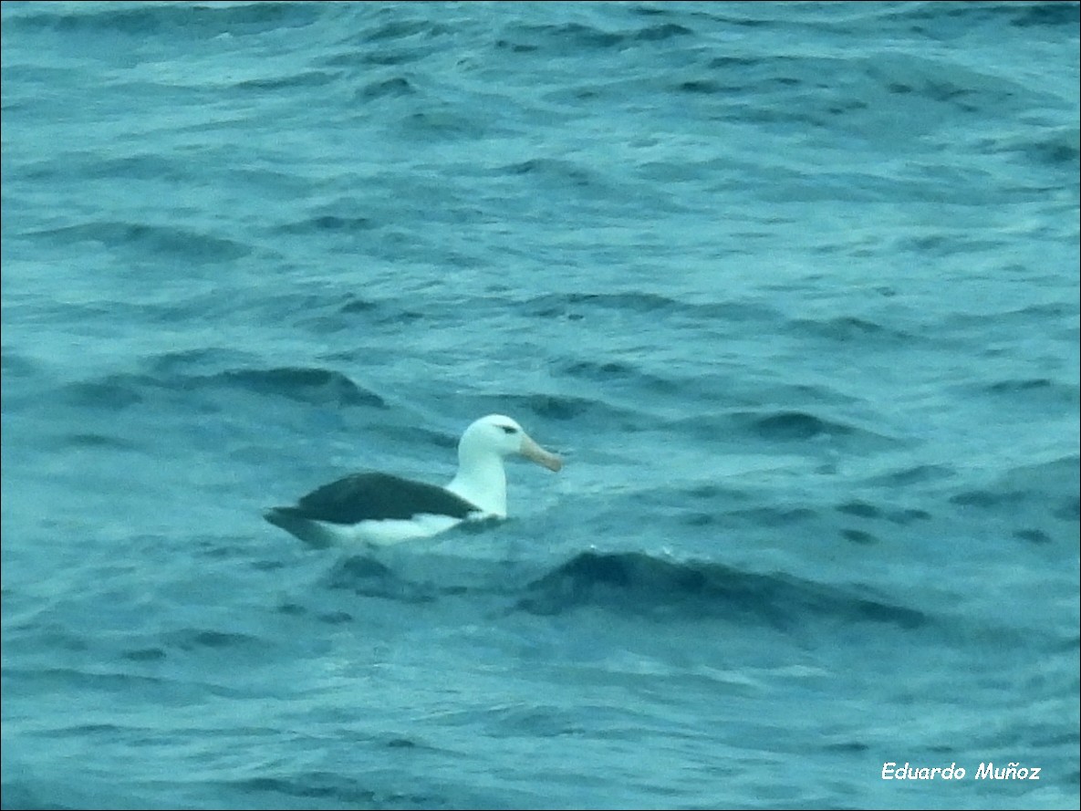 albatros černobrvý - ML616955978