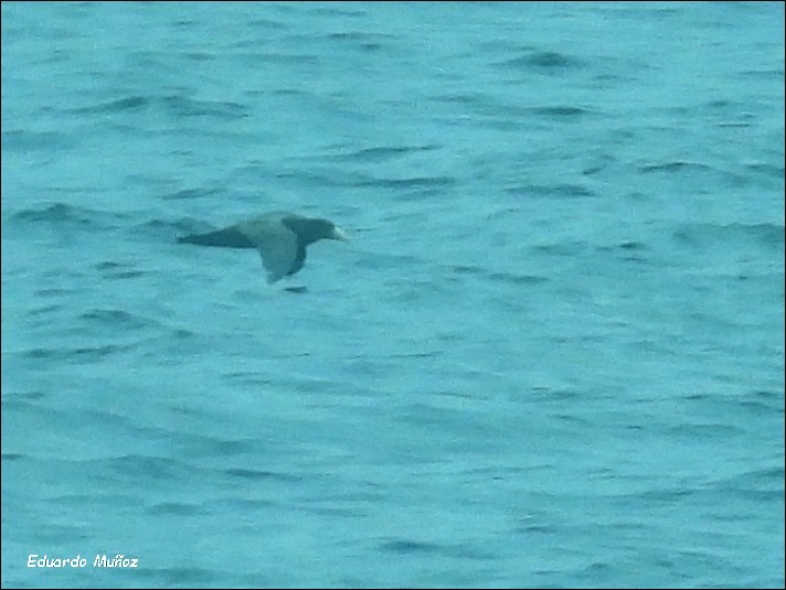 Southern Giant-Petrel - Hermann Eduardo Muñoz