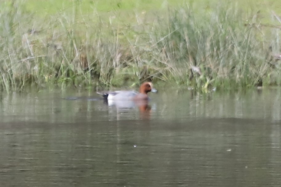 Eurasian Wigeon - ML616955984