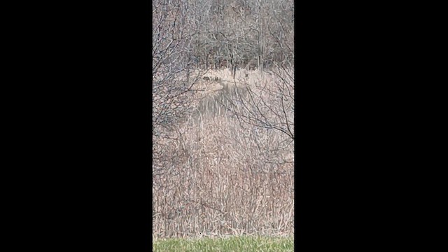 Sandhill Crane - ML616955989