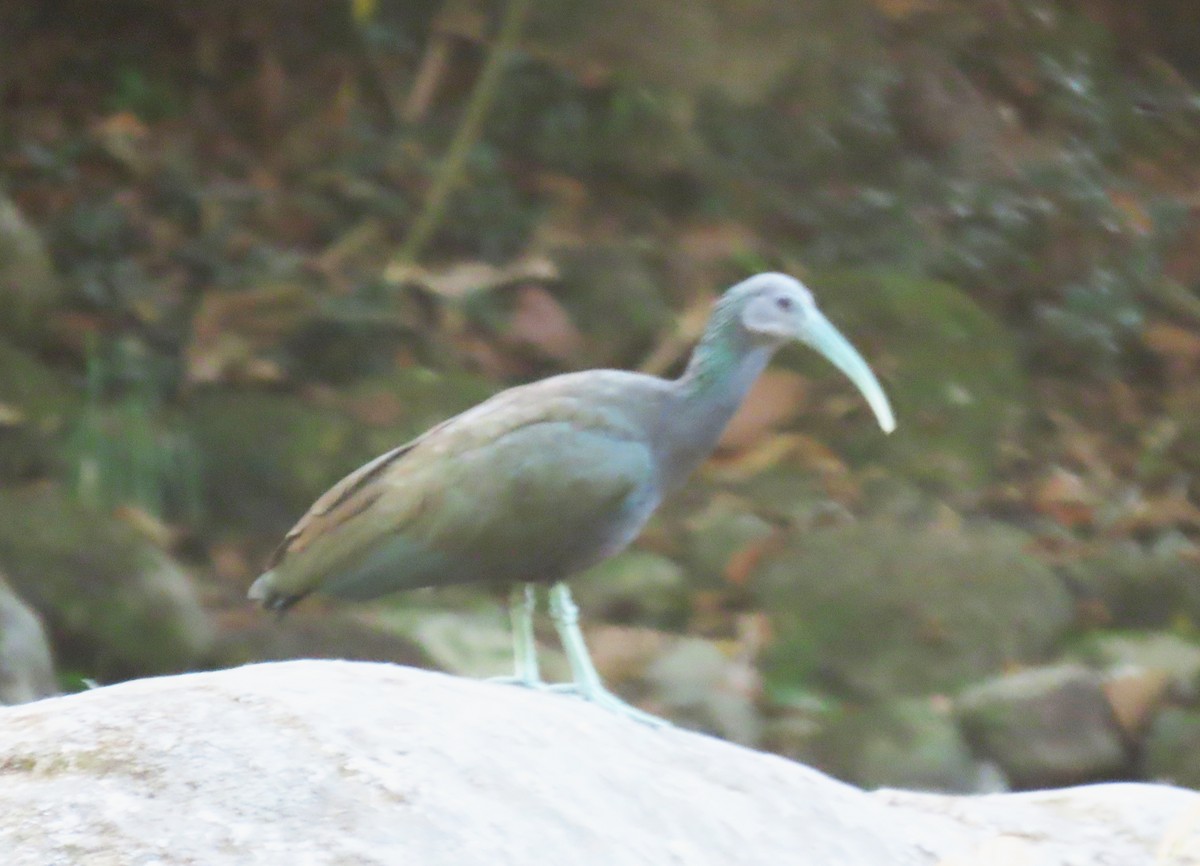 Green Ibis - Paul Bedell