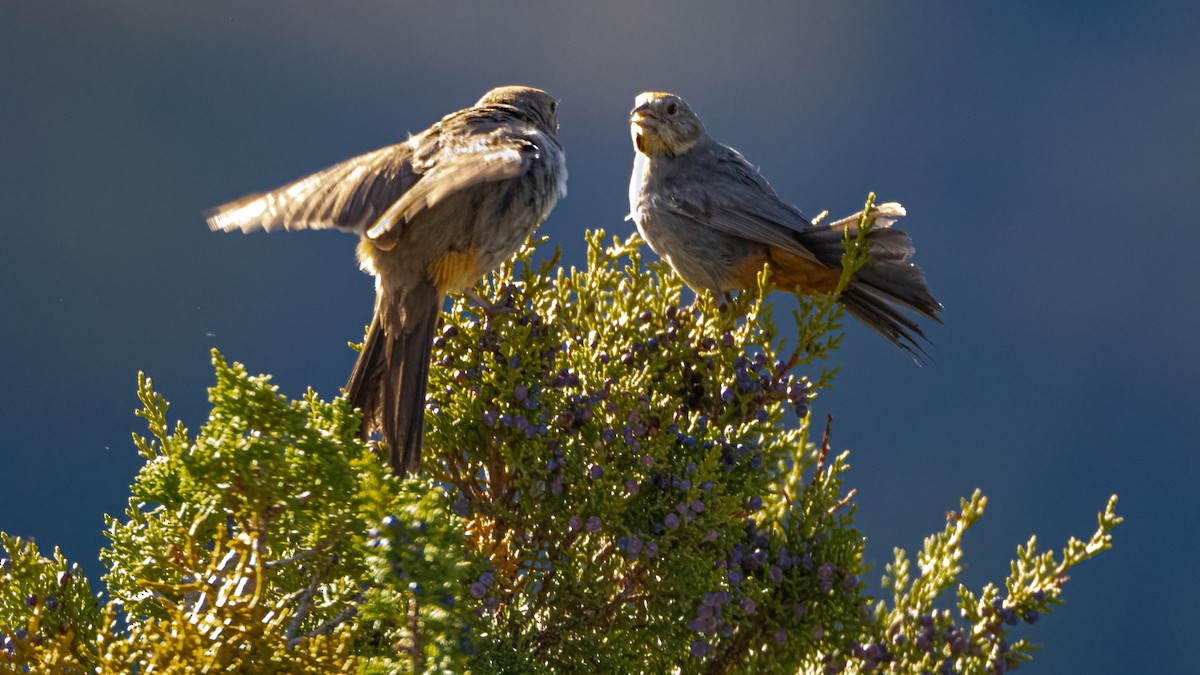 Canyon Towhee - Michael McGovern