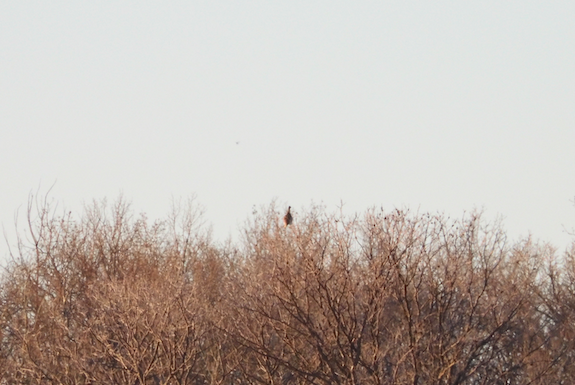 Sharp-tailed Grouse - ML616956100