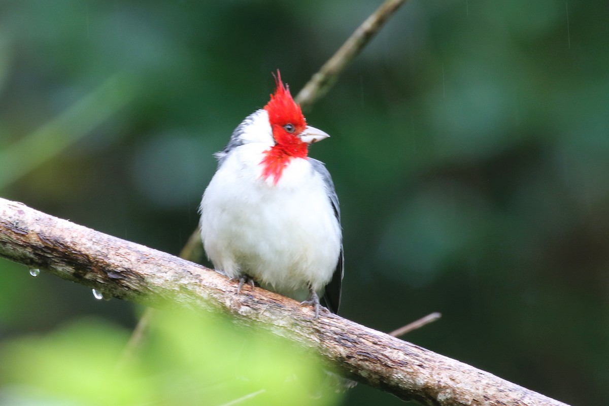 Red-crested Cardinal - Stephen Turner