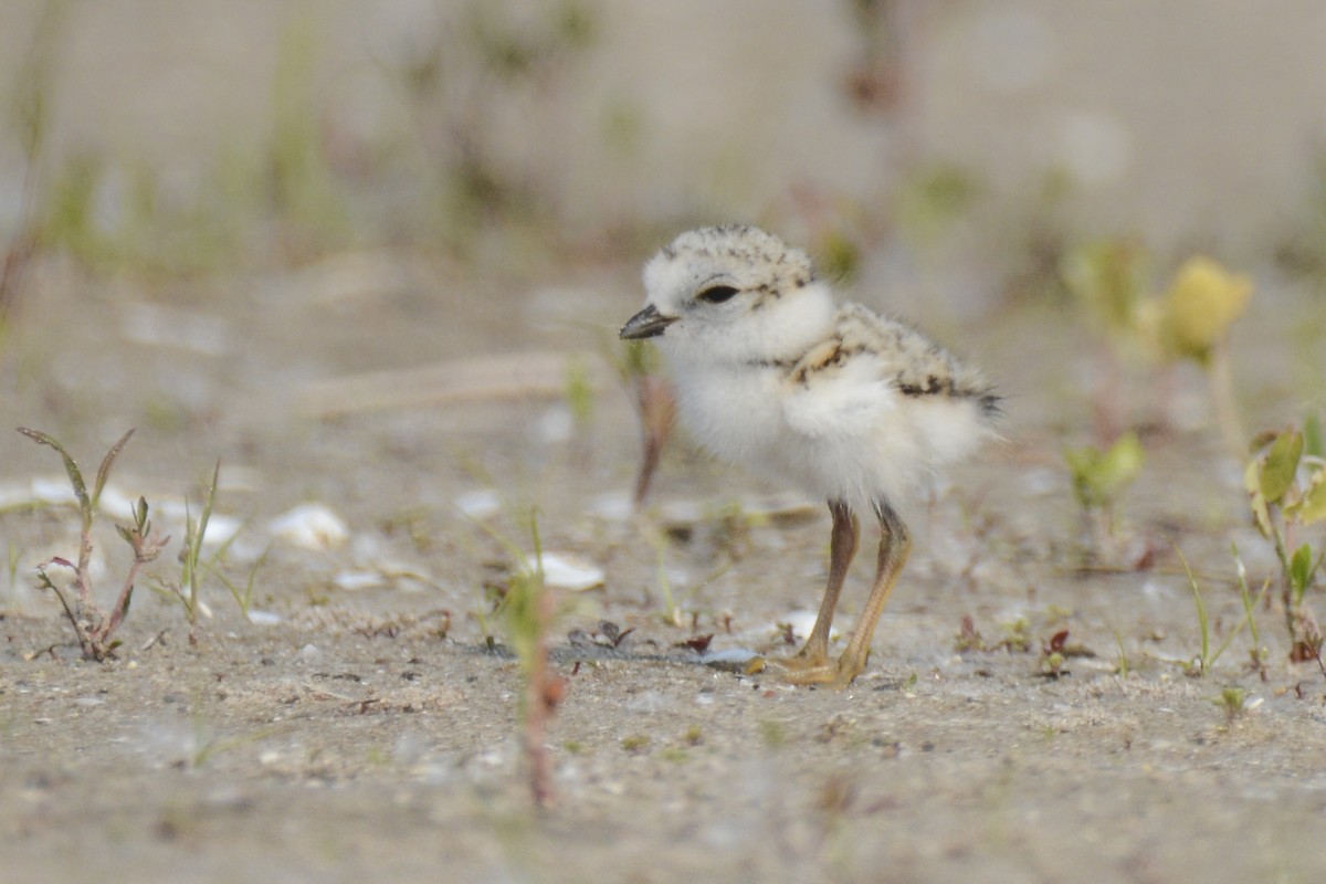 Piping Plover - Jax Nasimok