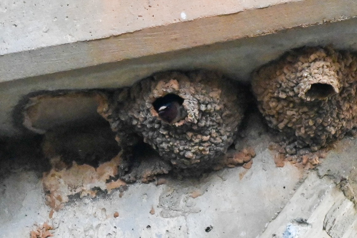 Cliff Swallow - ML616956186