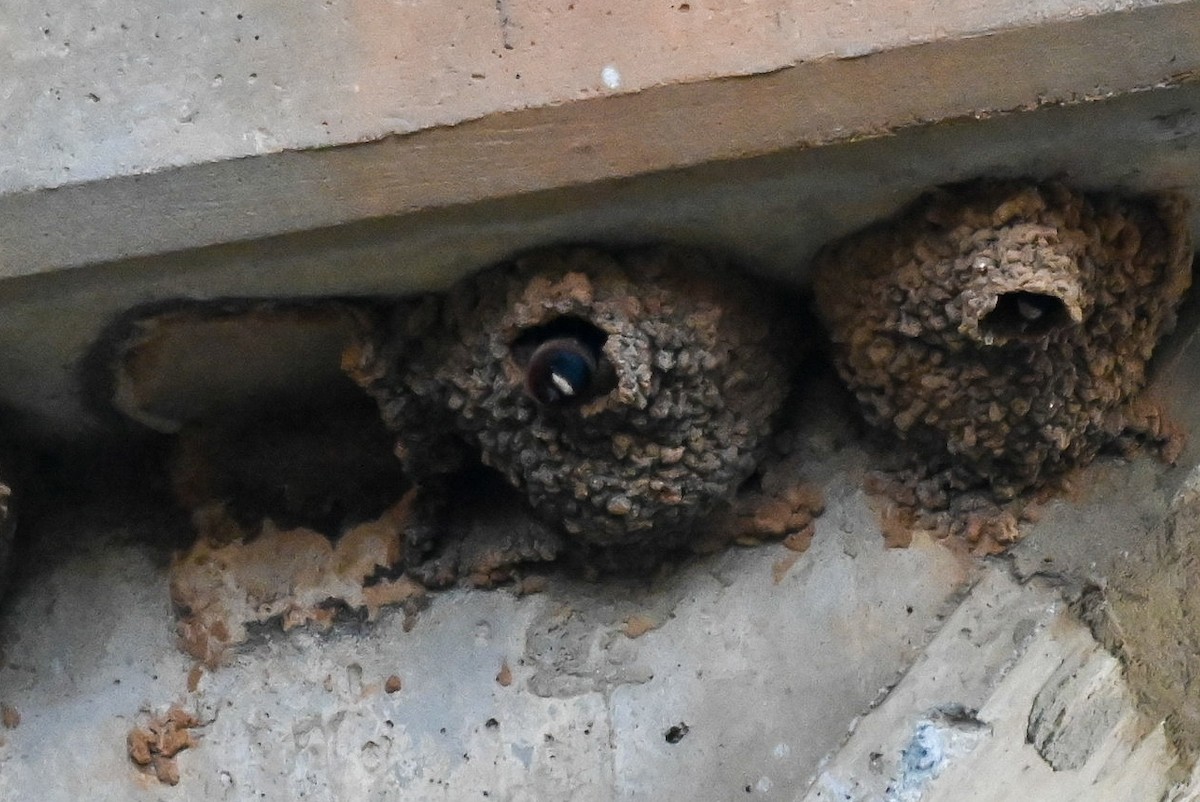 Cliff Swallow - ML616956187