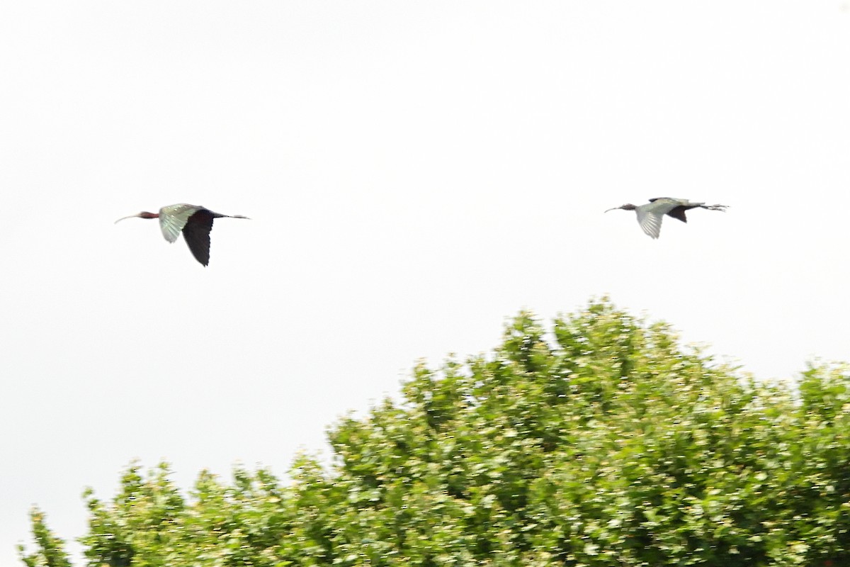 ibis hnědý - ML616956196