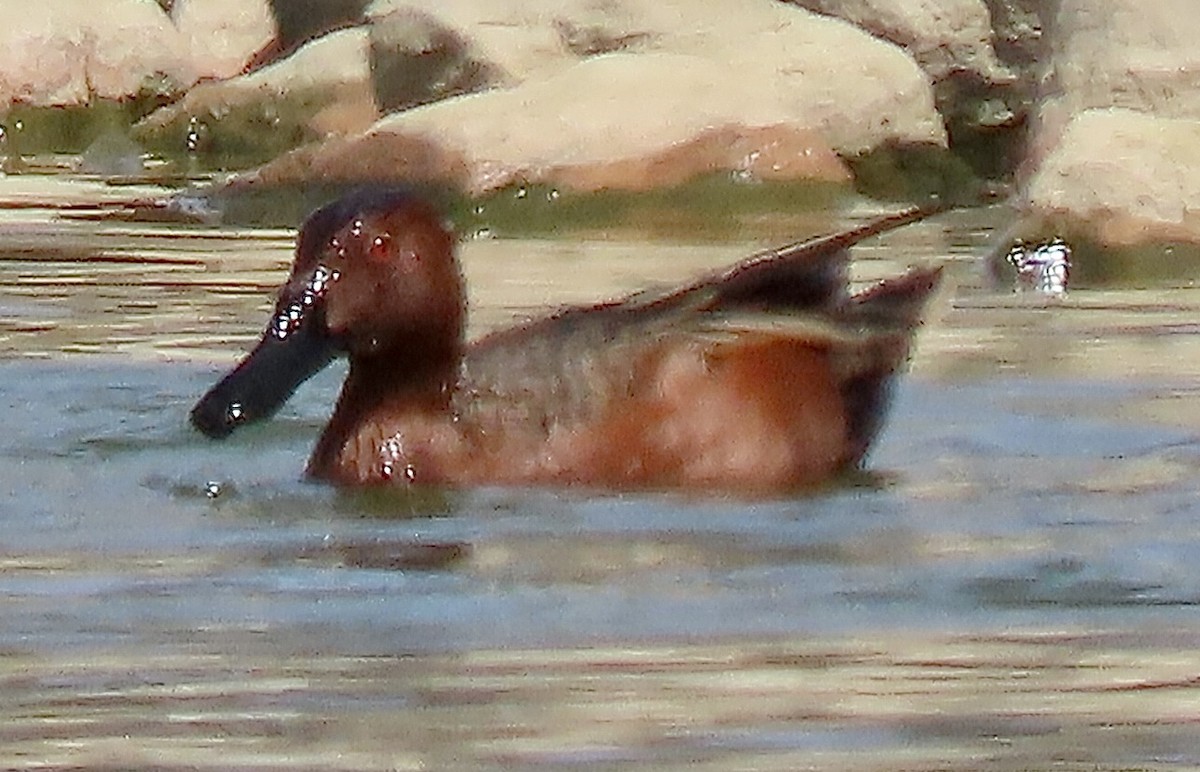 Cinnamon Teal - ML616956225