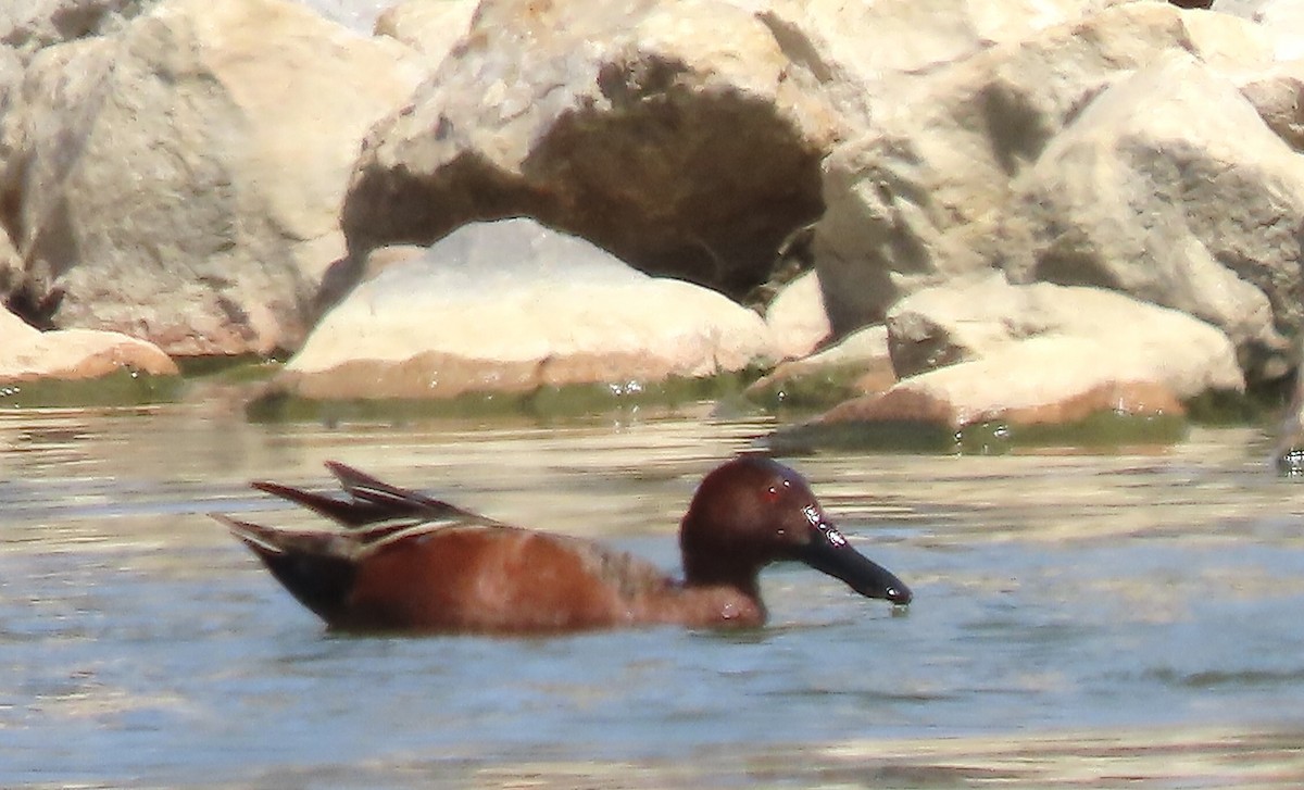 Cinnamon Teal - Micky Louis