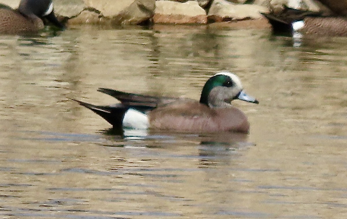 American Wigeon - ML616956267