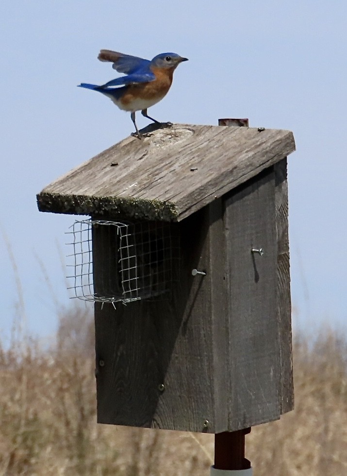 Eastern Bluebird - ML616956285