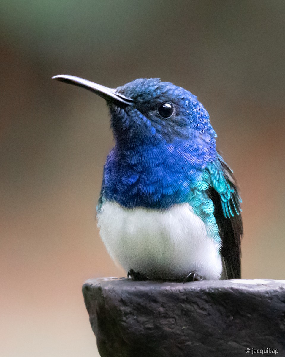 White-necked Jacobin - ML616956286